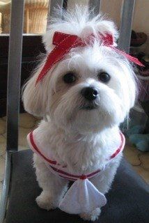 maltese-sitting-on-chair-with-topknot